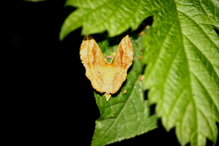 Eteroceri Parco del Ticino